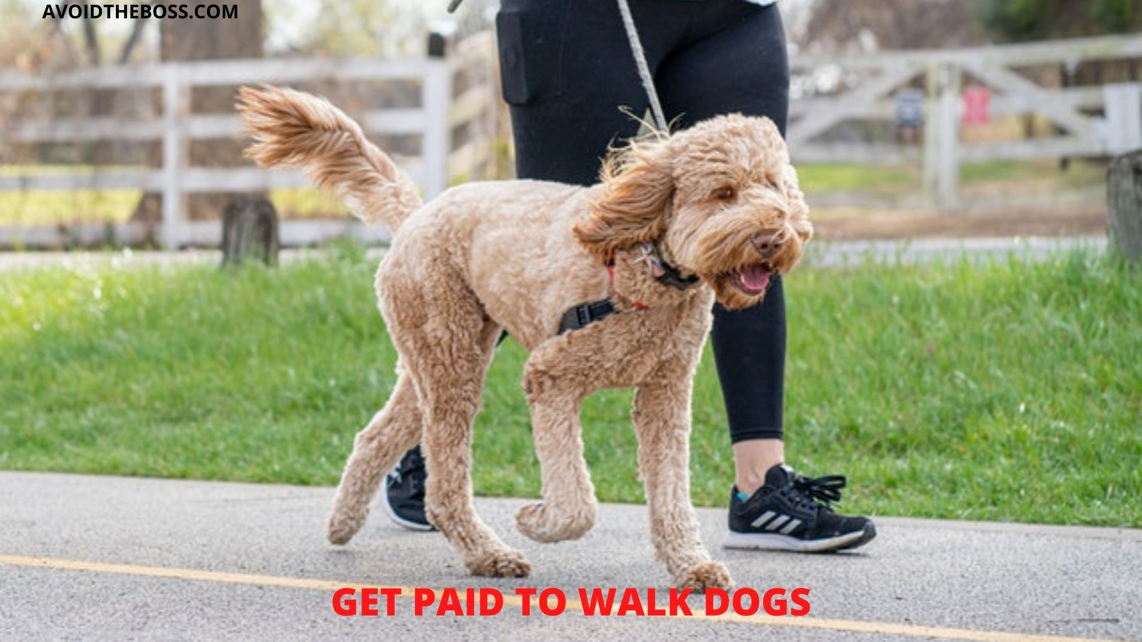 How to make money as a dog walker